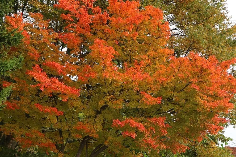 紅葉