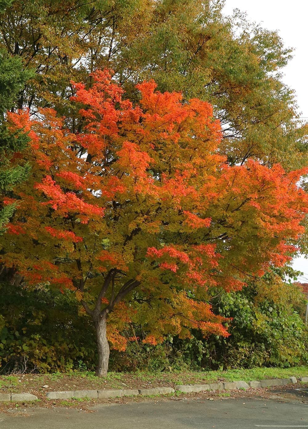 紅葉